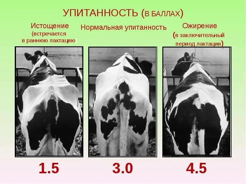 Как определить теленка. Таблица упитанности крс. категории упитанности мяса крс. как определить упитанность крс. степени упитанности крс.