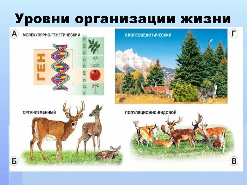 Вода уровень организации. Уровни организации живой природы. Уровни организации жизни рисунок. Организация жизни. Уровни организации живой природы биология.