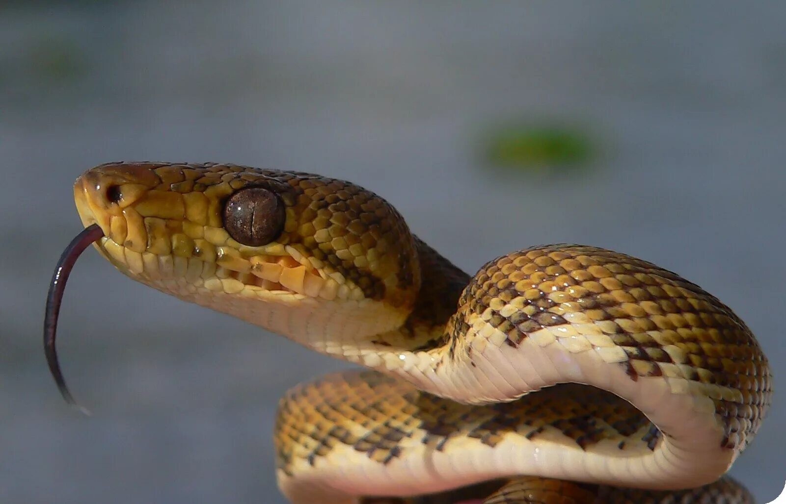 Corallus ruschenbergerii. Толстоголовые змеи. Тело змеи. Змея туловище. Какое тело у змеи