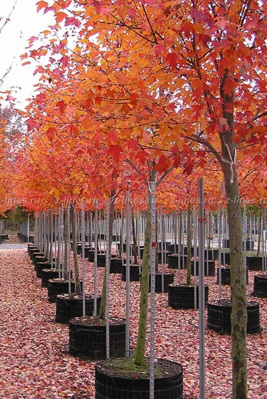 Клен красный сомерсет. Клен ред сансет. Acer rubrum (клен красный) 'red sunset'. Клен красный sun valley. Клен красный acer rubrum.