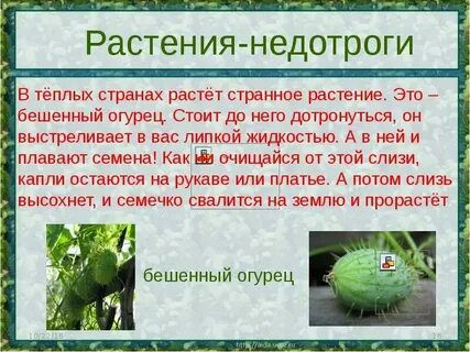 Растения троя