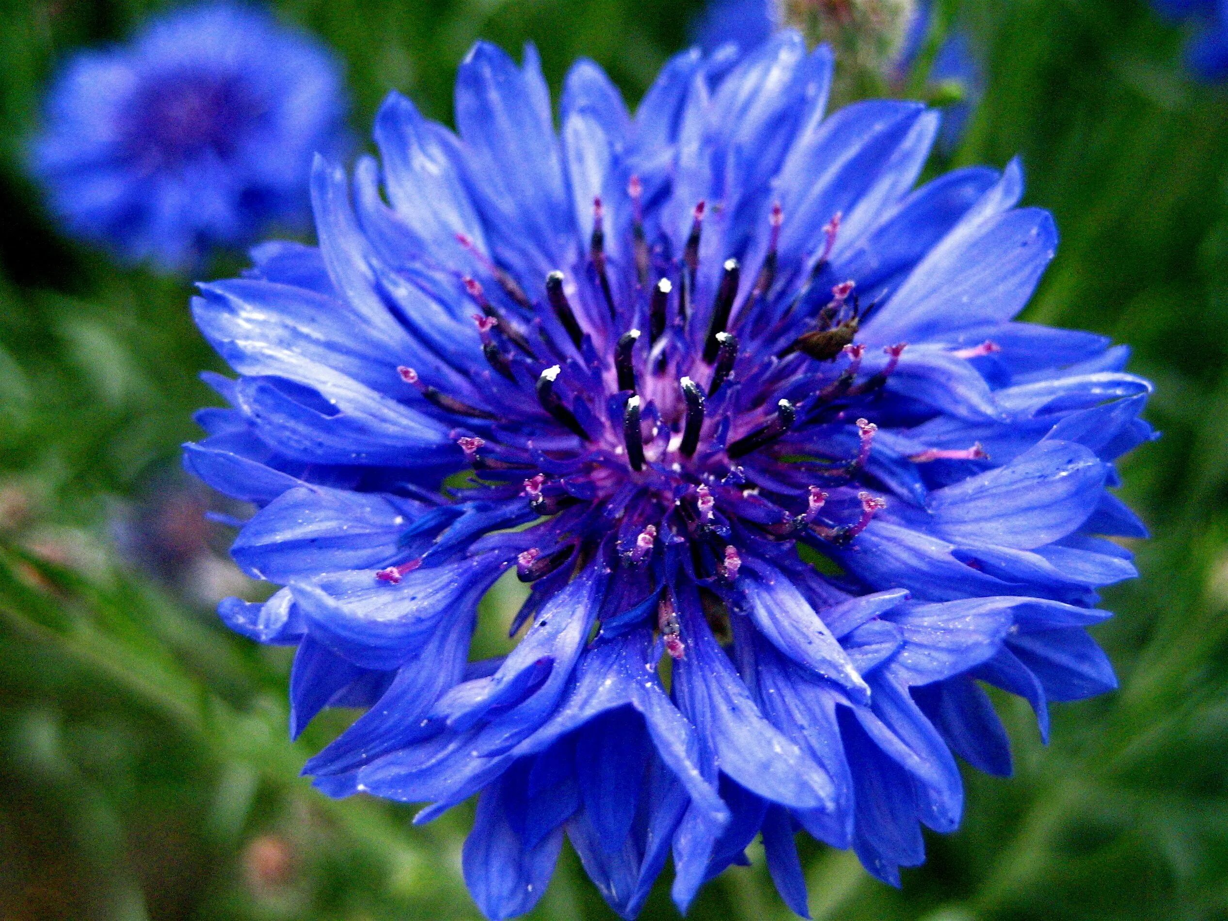 Имя василек. Василек Волошка. Василек синий (Centaurea cyanus). Василек полевой. Василек левкоелистный.