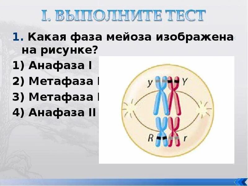 В метафазе первого деления мейоза происходит. Метафаза мейоза 2. Метафаза мейоза 1. Анафаза мейоза 2. Анафаза 1 и анафаза 2.