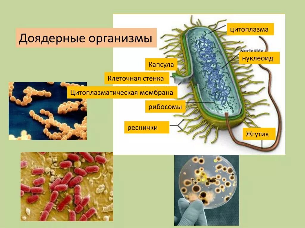 Доядерные организмы. Клеточные доядерные организмы. Доядерные одноклеточные организмы. Ядерные и доядерные. Бактерии доядерные организмы общая характеристика бактерий