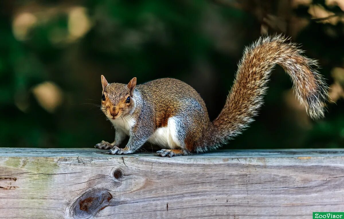 белка в прыжке. яйца белки. белки душистой. белка в тайге. каролинская белка.