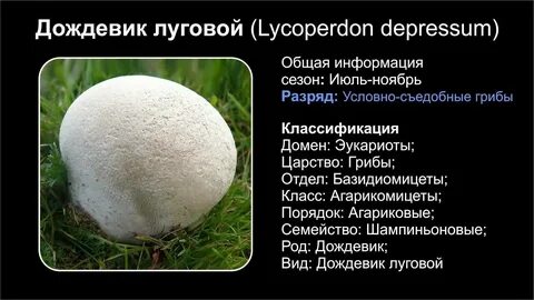 Где получить гриб дождевик дота 2