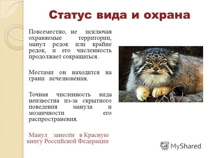 занесен ли манул в красную книгу