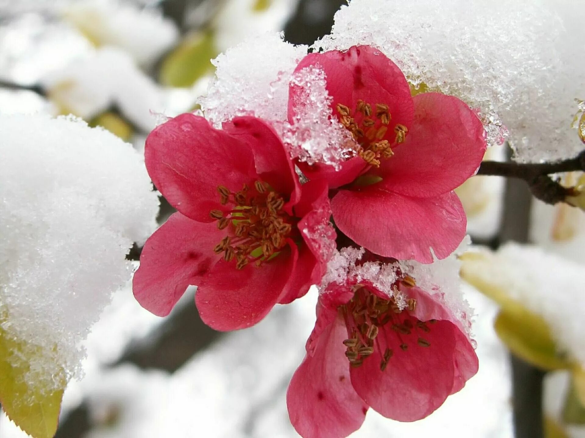 Flowers winter music