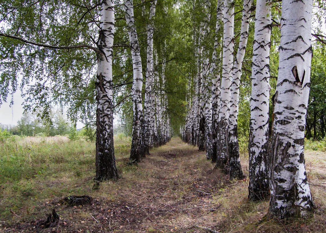 Территории березки. Березовая роща береза повислая. Берёза ойковская. Березовая роща крест Томск. Вологда природа береза.