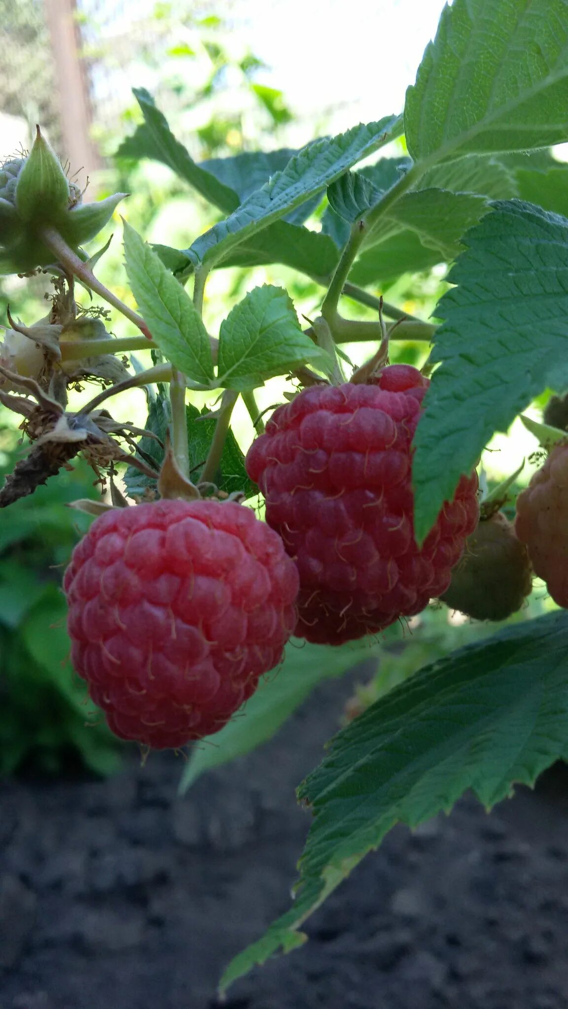 малина сорт таруса. малина сорт таруса. сорт малины таруса отзывы. малина штамбовая таруса малиновое дерево. малина сорт таруса малиновое дерево.
