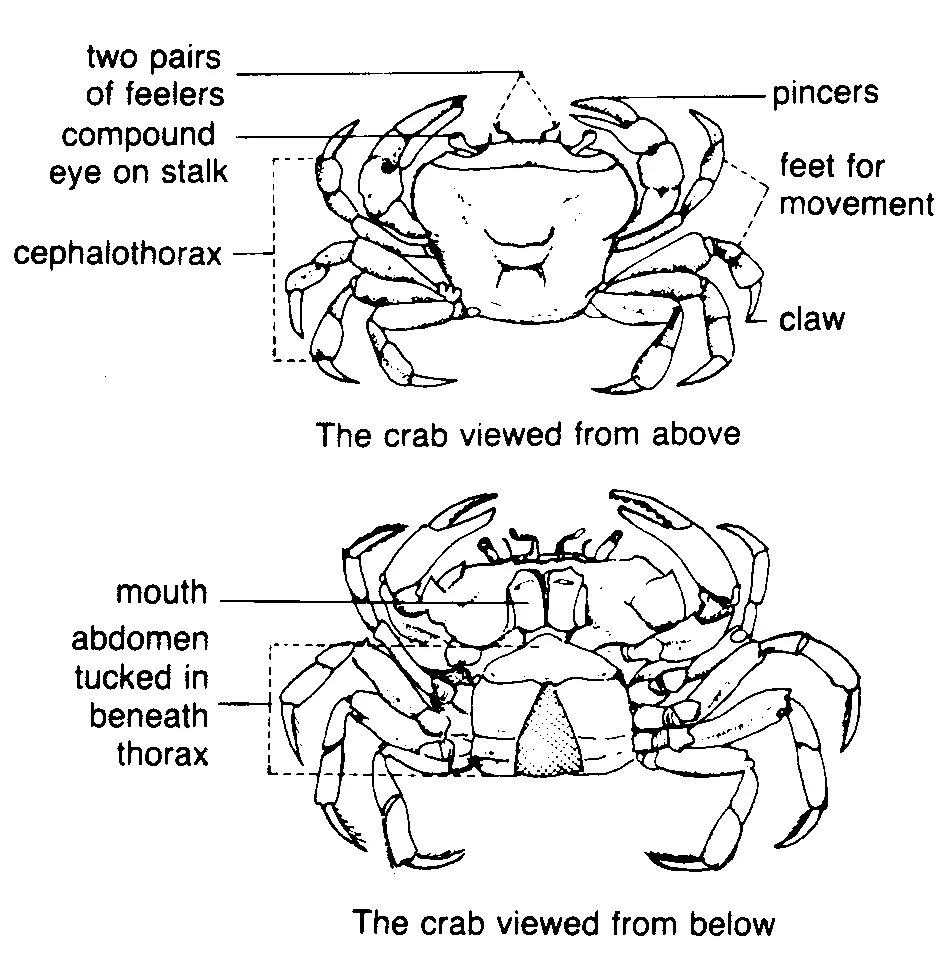 Скелет краба. Скелет краба рисунок. Скелет краба фото с описанием. Какой скелет у краба наружный или внутренний.