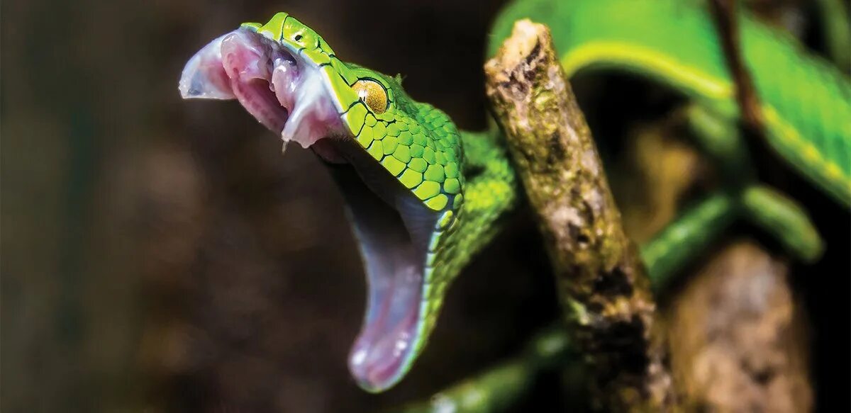 К чему снится змея которая нападает. Атака змеи. Hog Nosed Pit Viper. Змея плюющаяся ядом.