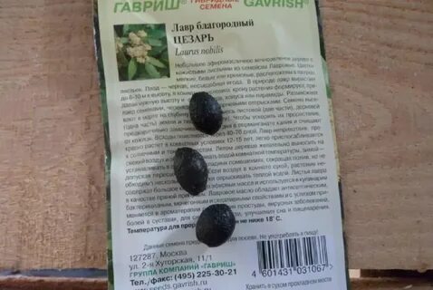 Как сажать лавровый лист