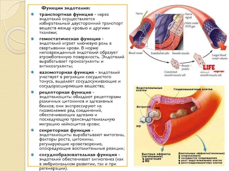 Какие особенности строения артерии. Эндотелиоциты сосудов строение. Функции эндотелия сосудов. Функции эндотелия кровеносных сосудов. Эндотелий сосудов строение и функции.