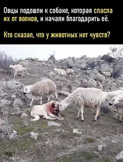 Волки нападают на стадо