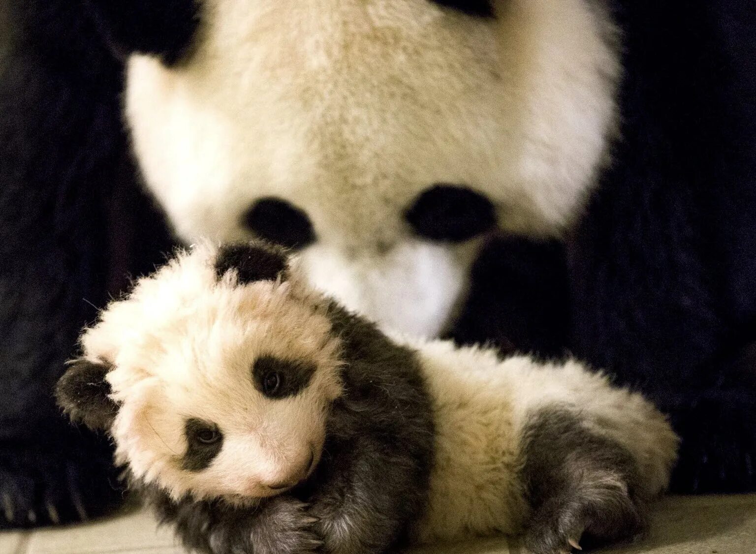 Панда детеныш москва. Панда с детёнышем. Новорожденные панды. Эволюция панды. Развитие детёныша панды.