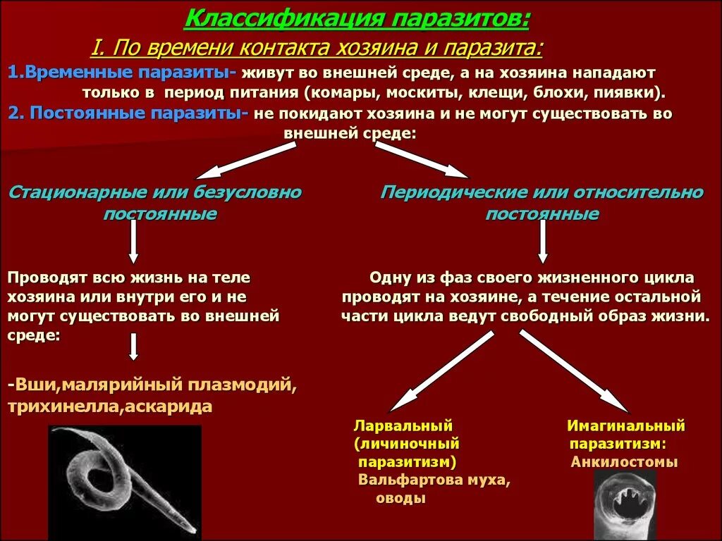 Классификация форм паразитов. Классификация паразитизма схема. Классификация паразитизма и паразитов. Принципы классификации паразитов. Паразитические организмы группа