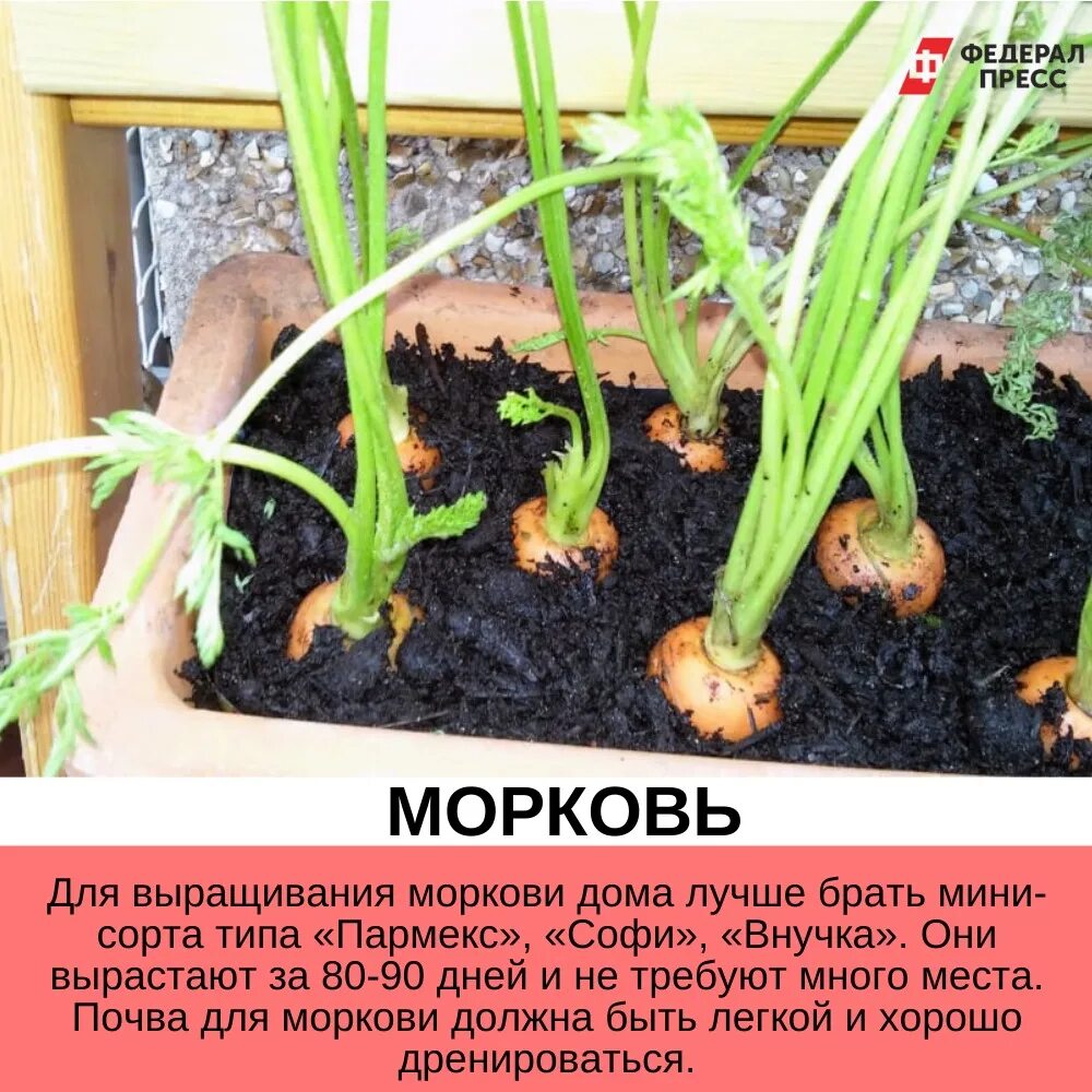 Можно ли сажать морковку. Морковь в горшке. Овощи на подоконнике выращивание. Вырастить морковь на подоконнике. Морковь на зелень на подоконнике.