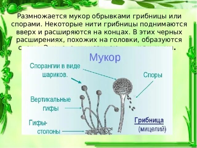 Жизненный цикл гриба мукора. Гриб мукор жизненный цикл. Жизненный цикл грибов мукор. Цикл развития гриба мукора. Споры формируются в коробочках на ножках