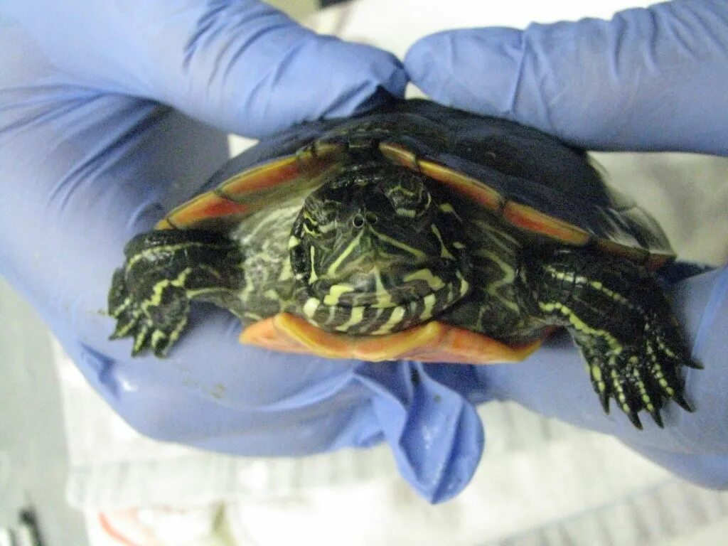 Прием черепах. Красноухая черепаха сухопутная. Красноухая черепаха сухопутная. Ветеринарный герпетолог. Среднеазиатская черепаха ареал.