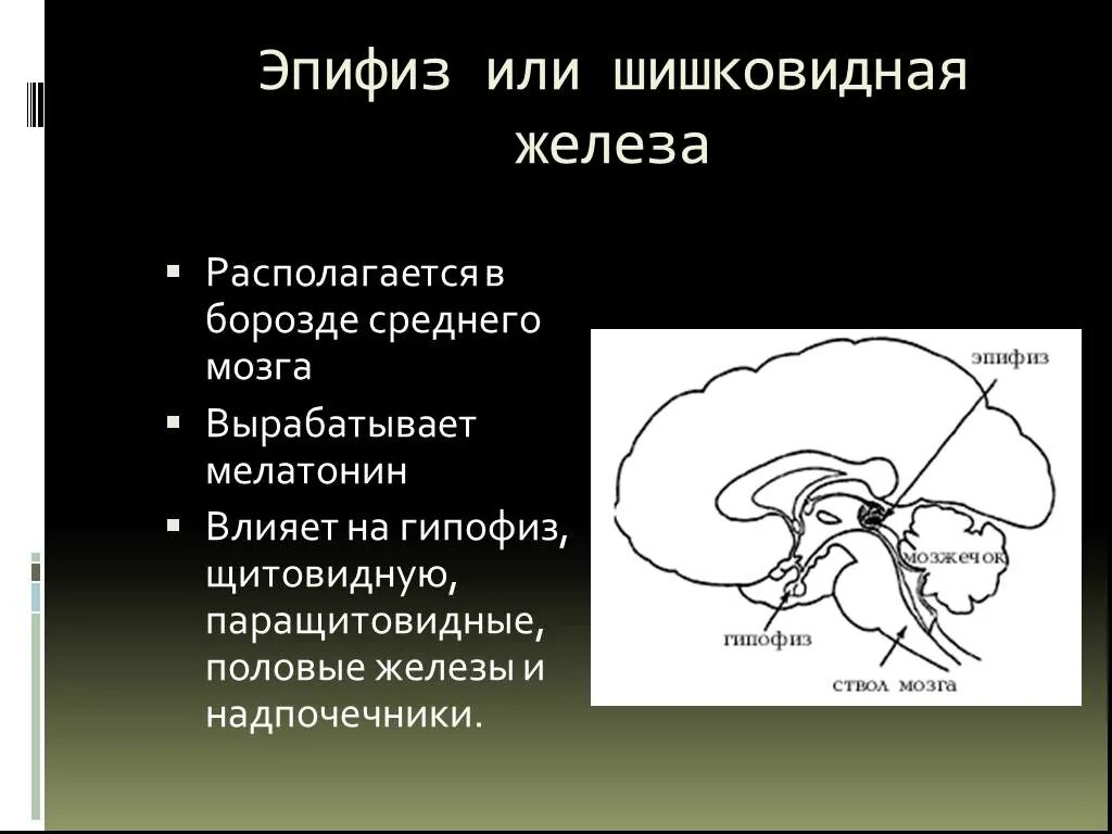 Пинеальная железа это. Гипофиз и шишковидная железа. Шишковидное тело железа внутренней секреции. Гипофиз гипоталамус шишковидная железа. Строение мозга эпифиз гипофиз.