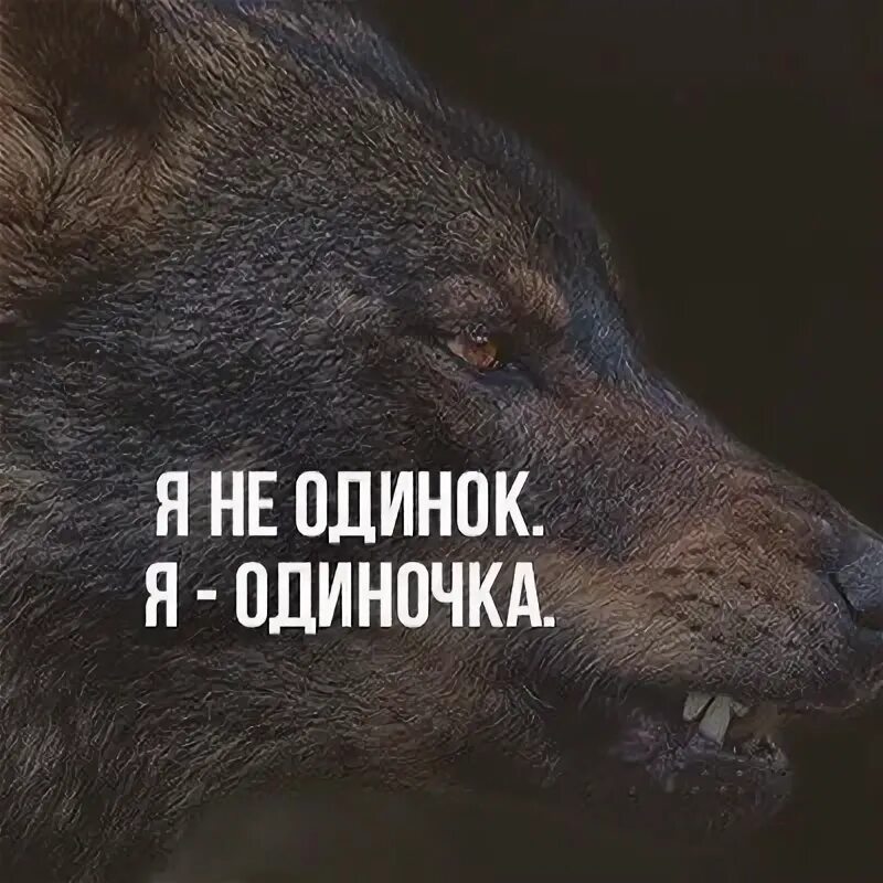 Я не верю ничему я одиночка. Волк одиночка. одинокий волк с надписью. одиночка по жизни.