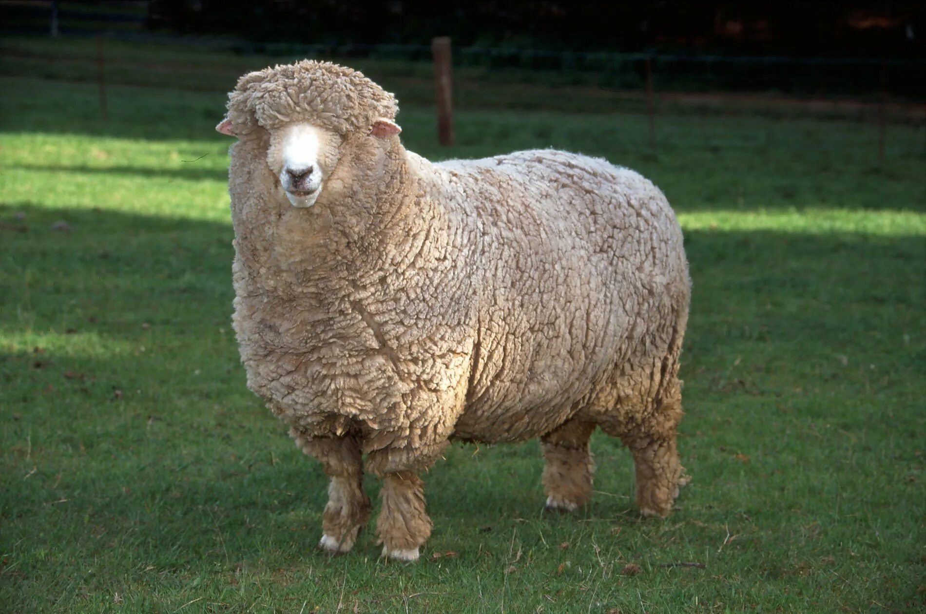 Овцы меринос. Овцы породы меринос. Корридейл овцы. Горный корридель порода овец. Керри Хилл порода овец.