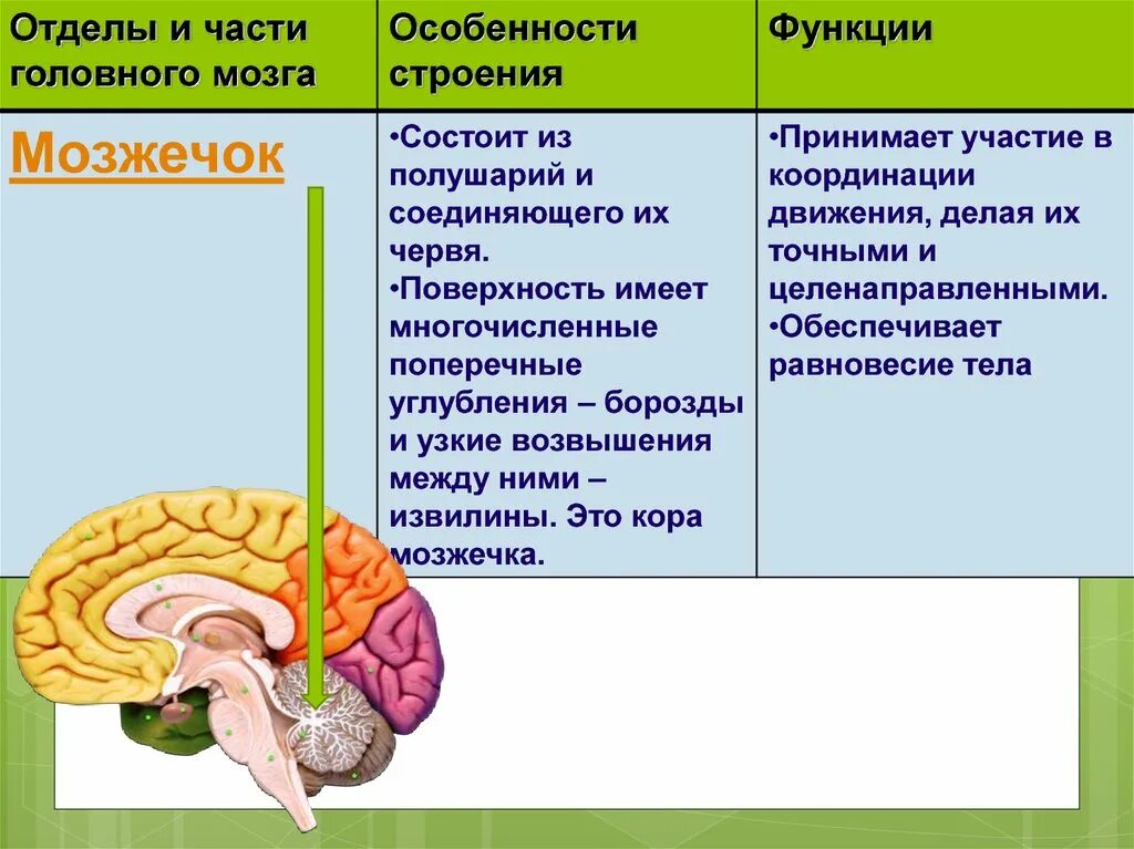 Большие полушария функции таблица. Функции отделов головного мозга схема. Отделы структура и функции головного мозга. Таблица отдел головного мозга и функции промежуточный мозг.