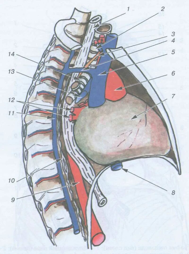 Анатомия пищевода и средостения. Верхняя полая Вена в средостении. Топография пищевода анатомия. Топография средостения.