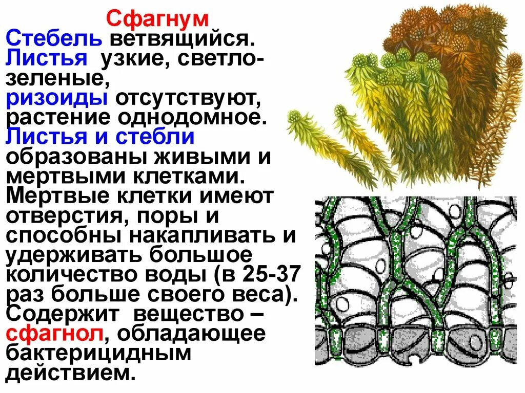 Мхи имеют органы ткани. Мох сфагнум характеристика. Мох сфагнум характеристика растения. Сфагнум сфагновые мхи. Мох сфагнум ризоиды.