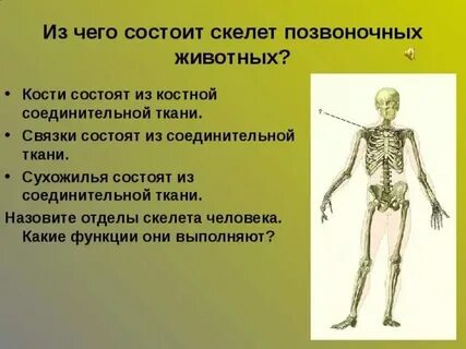 Кости скелета образованы тканью