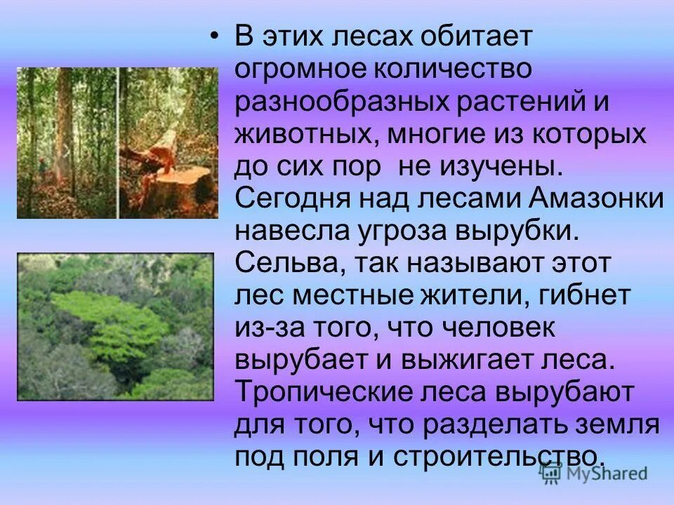 лес это большой город с тысячами жителей. информация о сосновом лесу. стихи о лесах. лес для презентации. хвойные и лиственные леса.