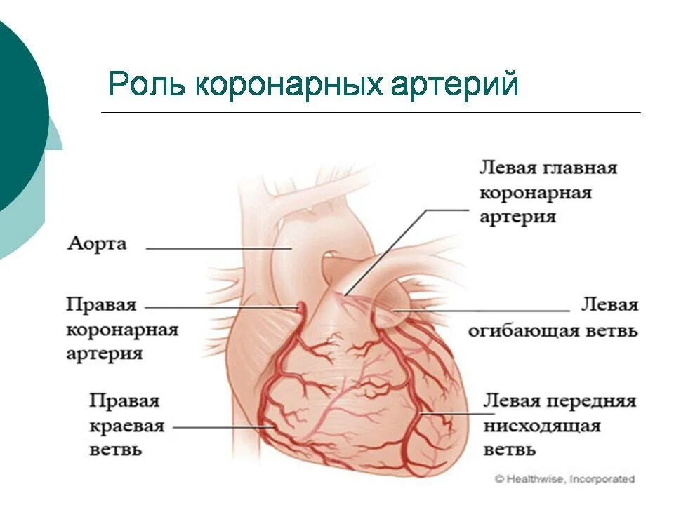 Коронарные сосуды сердца, венечный круг. Левая огибающая коронарная артерия. Эпикардиальные коронарные артерии. Передняя правая нисходящая коронарная артерия.