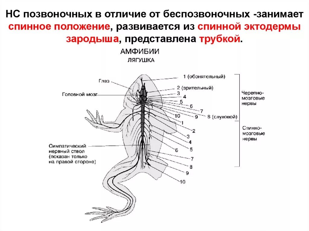 Мышцы беспозвоночных. Нервная система лягушки рис 132. Нервная система лягушки схема головного мозга. Схема строения нервной системы земноводных. Из каких частей состоит спинной мозг лягушки.