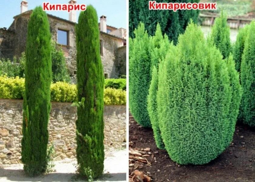 Кипарис и туя отличия фото и описание Презентация по предмету "Окружающий мир" для 5 класса коррекционной школы "Декор