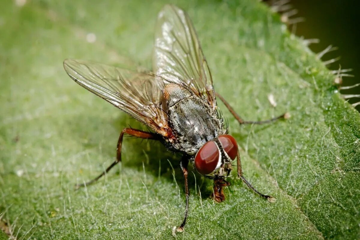 Сайт мух. Musca domestica комнатная Муха. Муха домашняя Musca domestica. Осенняя жигалка Муха. Жигалка обыкновенная.