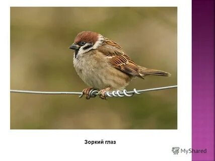 День воробья цель