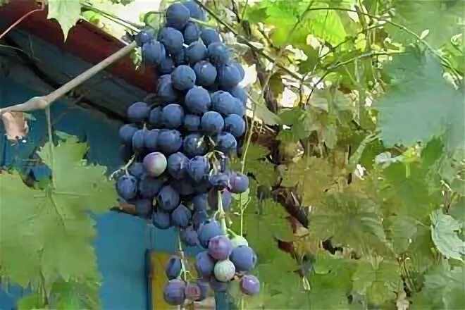 Неукрывные сорта винограда фото описание