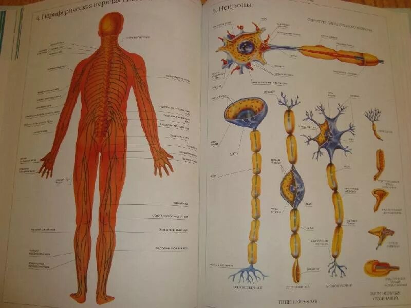 Книга атлас анатомии человека Спектор. Анатомический атлас для школьников. Анатомия иллюстрированный атлас. Атлас анатомии анатомия человека. Атлас студентам анатомии