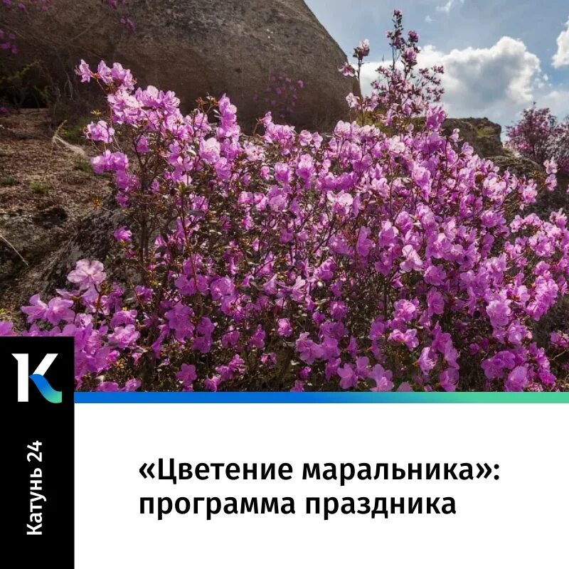 Когда зацветет маральник в 2024. Купчегень маральник. Маральник горный алтай цветет. Когда зацветет маральник в 2024. Маральник в горном алтае 2022.