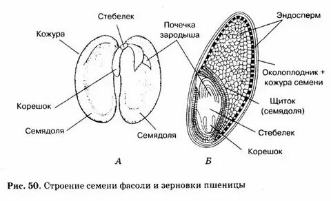 Какую функцию выполняют семядоли зародыша фасоли