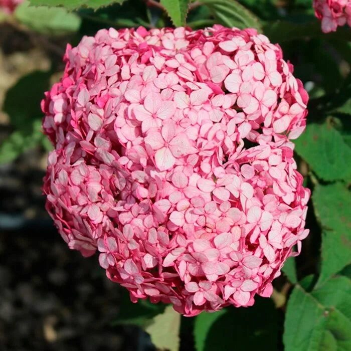 Анабель пинк. Анабель пинк. Анабель пинк. Анабель пинк. Анабель пинк.