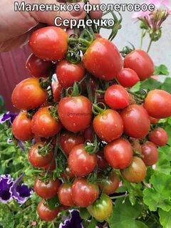 Описание томата гном фиолетовое сердце