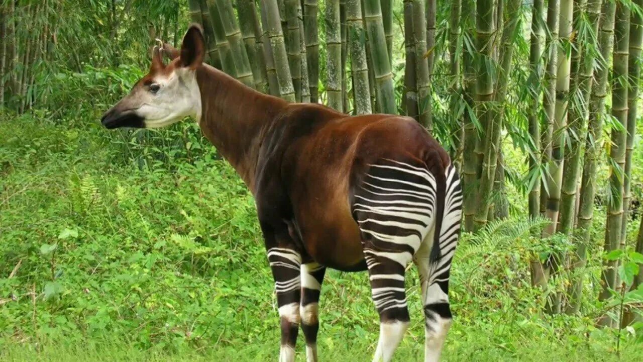 Зебра картинка. Центральноамериканский тапир. Горный тапир (tapirus pinchaque). Равнинный тапир. Малайский чепрачный тапир.