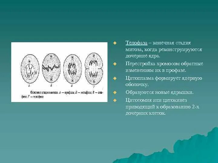 Типы нарушения митоза. Нарушение фаз митоза. Хромосомный набор в ядрах телофазы митоза. Телофаза в митозе дочерние хромосомы превращаются в хроматин. Дочерних клетках любого организма при митозе образуется