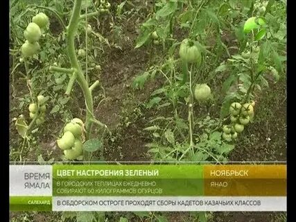 Огурцы портос описание сорта