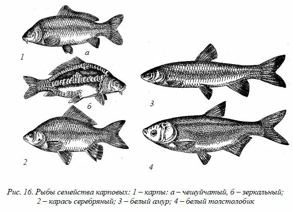 Семейства карпообразных. Семейство карповые представители. Карповые представители семейства рыб. Сейместао карпоавх рвба. Карповые какие рыбы