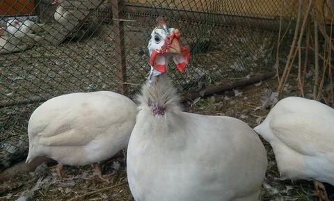 Волжская белая