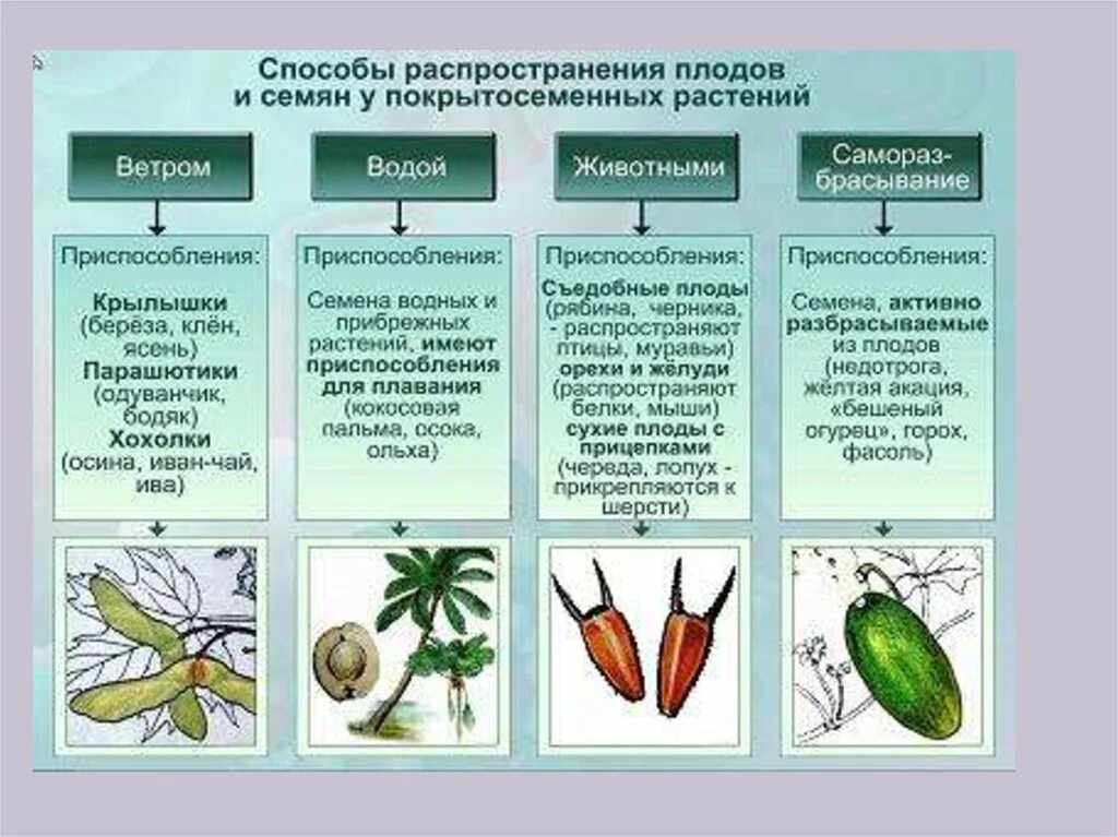 Значения плодов и семян в природе. Способы распространения плодов таблица 6 класс биология. Способы распространения плодов 6 класс биология. Способы распространения семян биология 7 класс. Распространение плодов и семян 6 класс биология таблица.