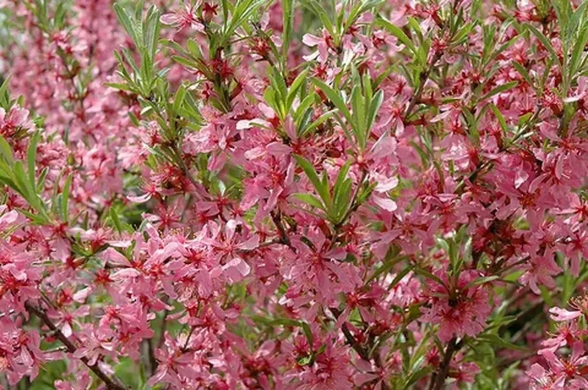 Миндаль цветной. Миндаль Степной (Prunus tenella). Миндаль бобовник куст. Миндаль Степной бобовник. Миндаль Ледебура кустарник.